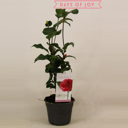 🌺 Camellia japonica 'Lady Campbell' | Elegante Winterbloeier voor Tuin & Terras