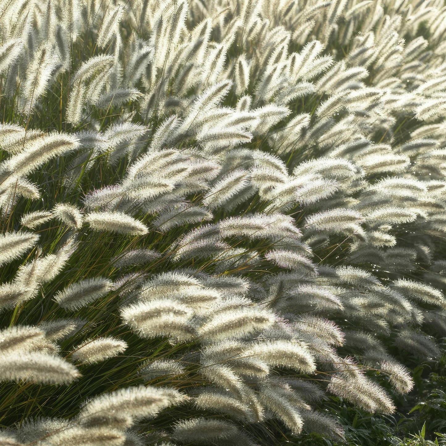 🌾 Pennisetum alopecuroides ‘Hameln’ | Lampenpoetsersgras (12 Stuks)