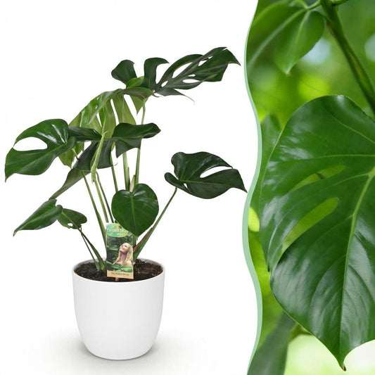 🌿 Monstera deliciosa – Gatenplant voor een Tropisch Interieur