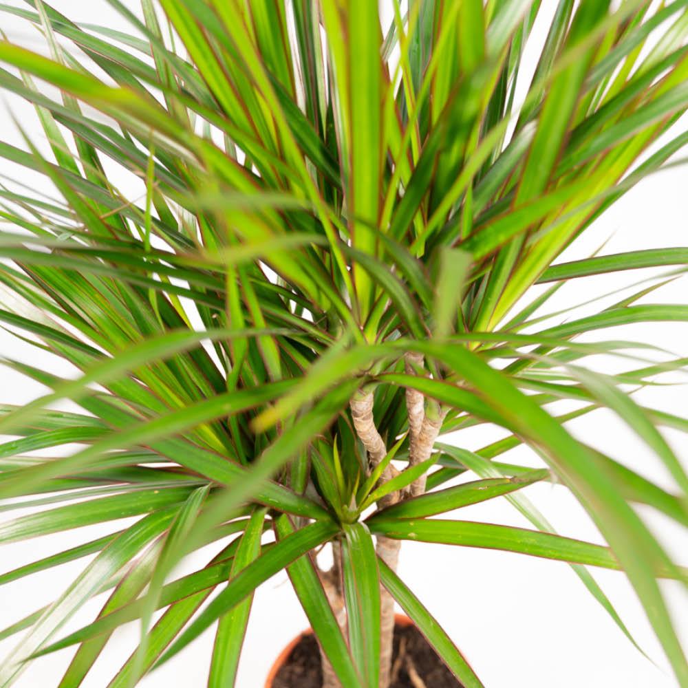 🌴 Dracaena Duo