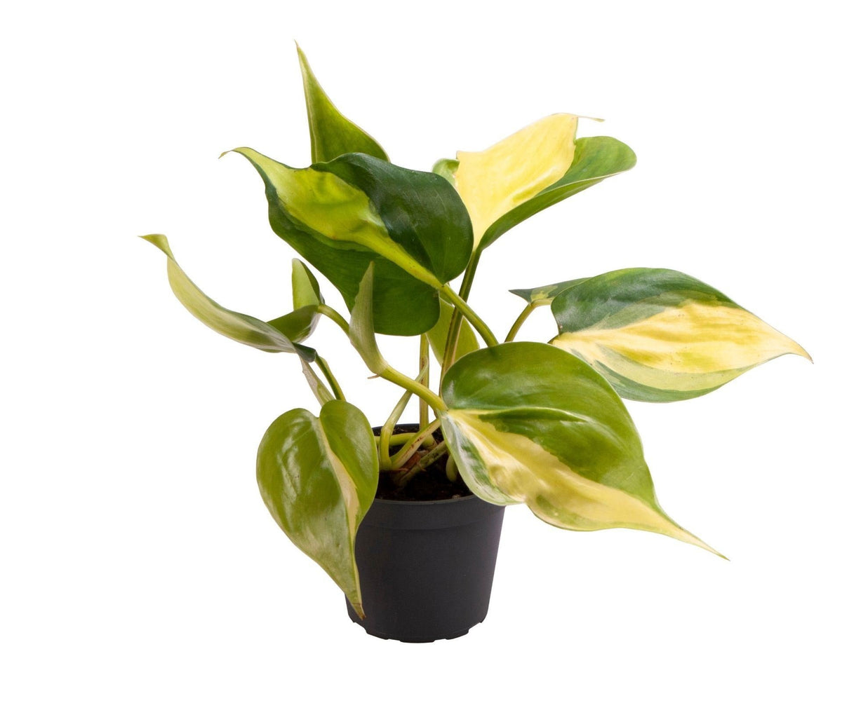 💚 Philodendron scandens ‘Brasil’ – Bonte hartbladphilodendron