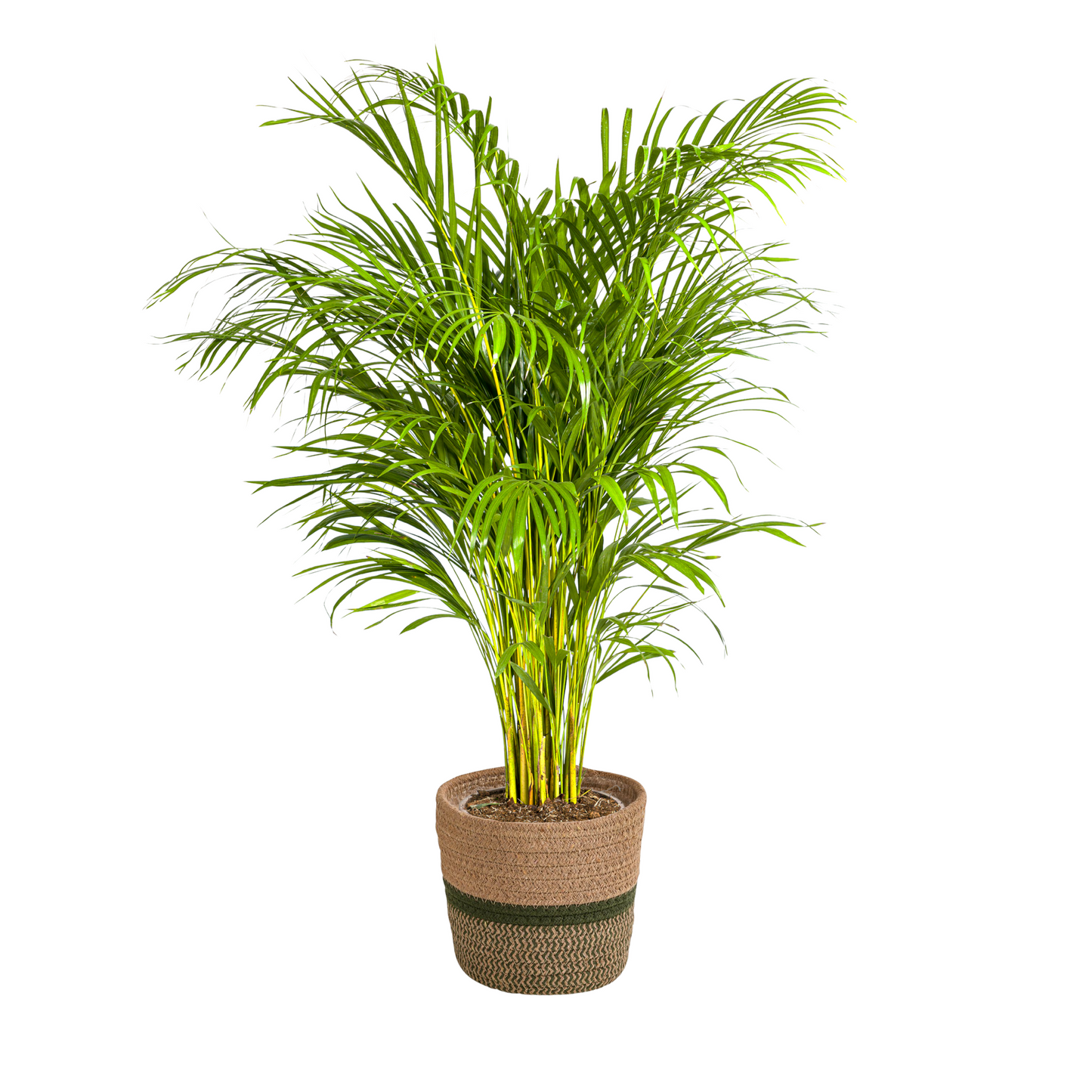 🌿 Dypsis lutescens – Areca Palm