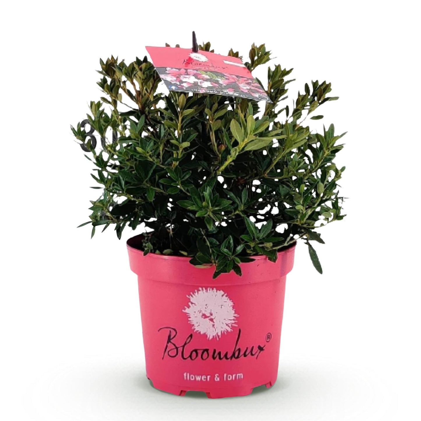 🌸 Dwerg Rhododendron ‘Bloombux Magenta'