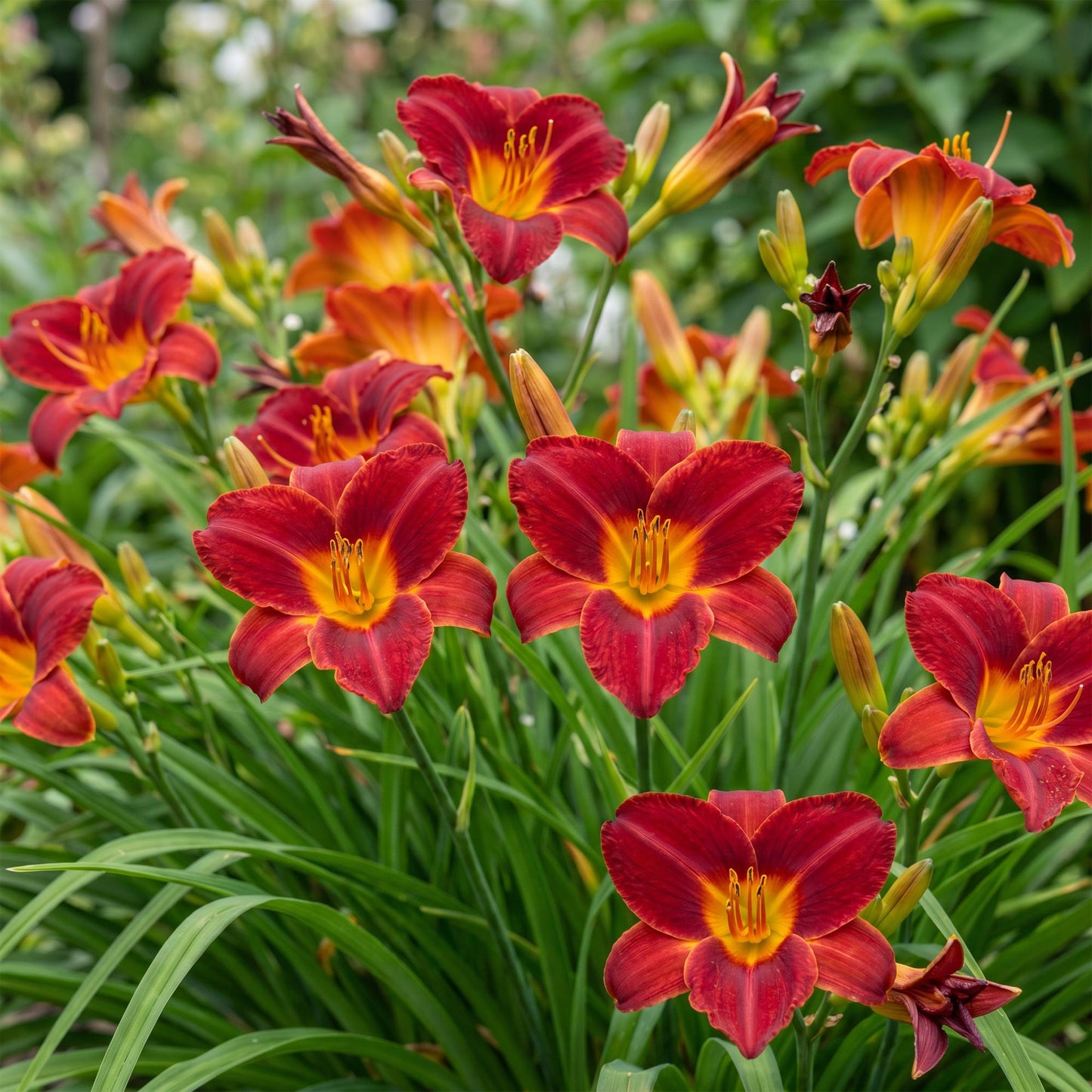 🌿 Hemerocallis 'Autumn Red' – Rode Daglelie | 3 stuks