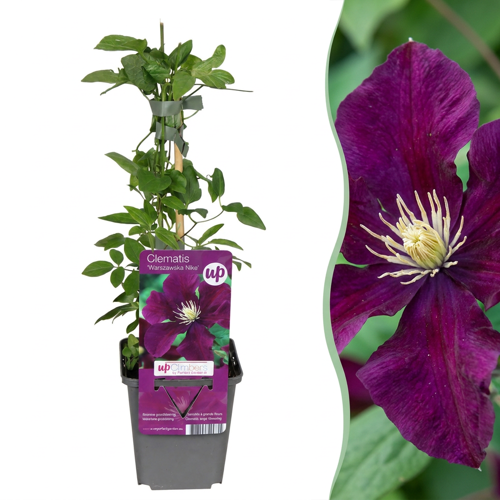 Clematis ‘Warszawska Nike’ – Bosrank | (2 stuks)