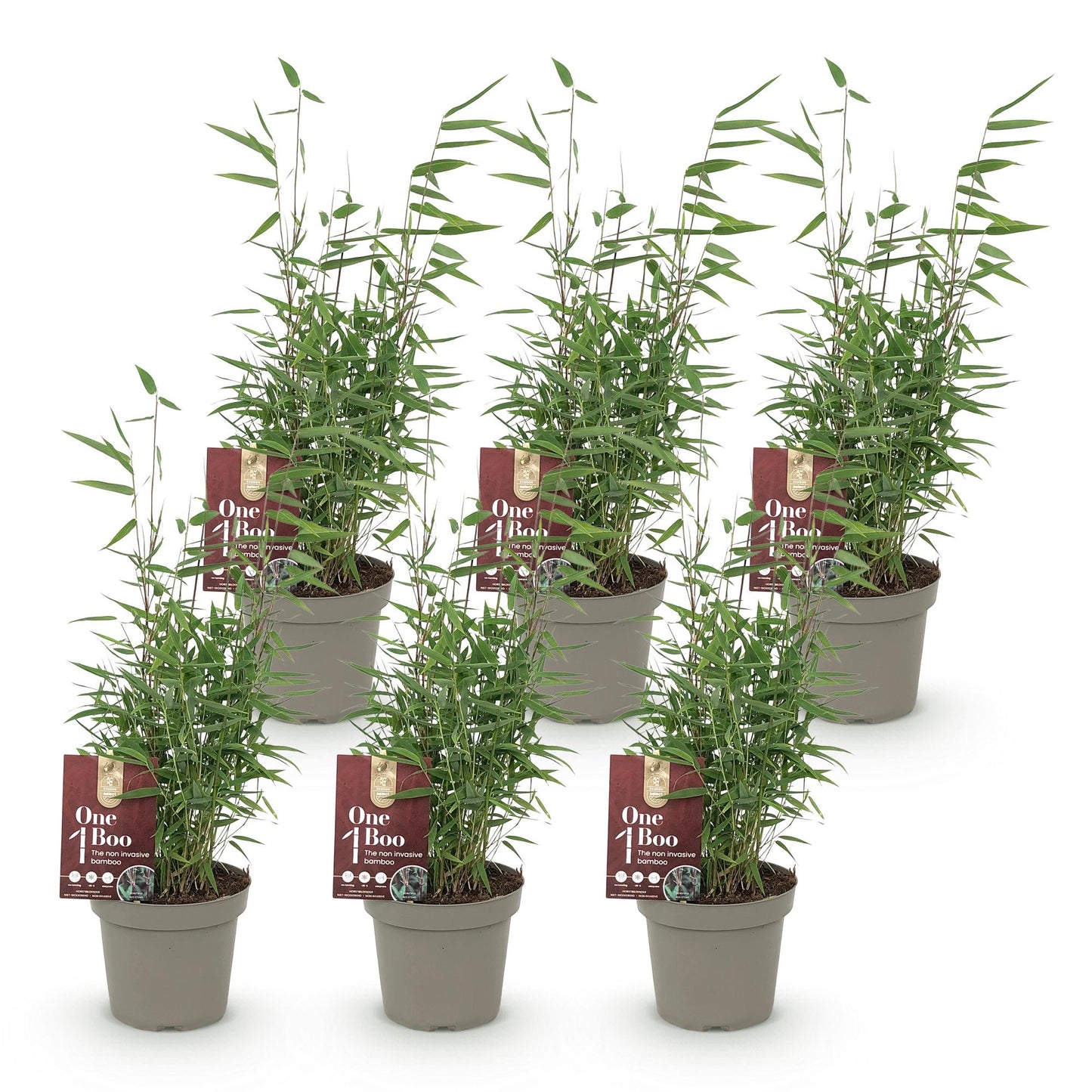 🌿 Bamboe ‘Fargesia Red Dragon’ – Niet Woekerende Bamboe