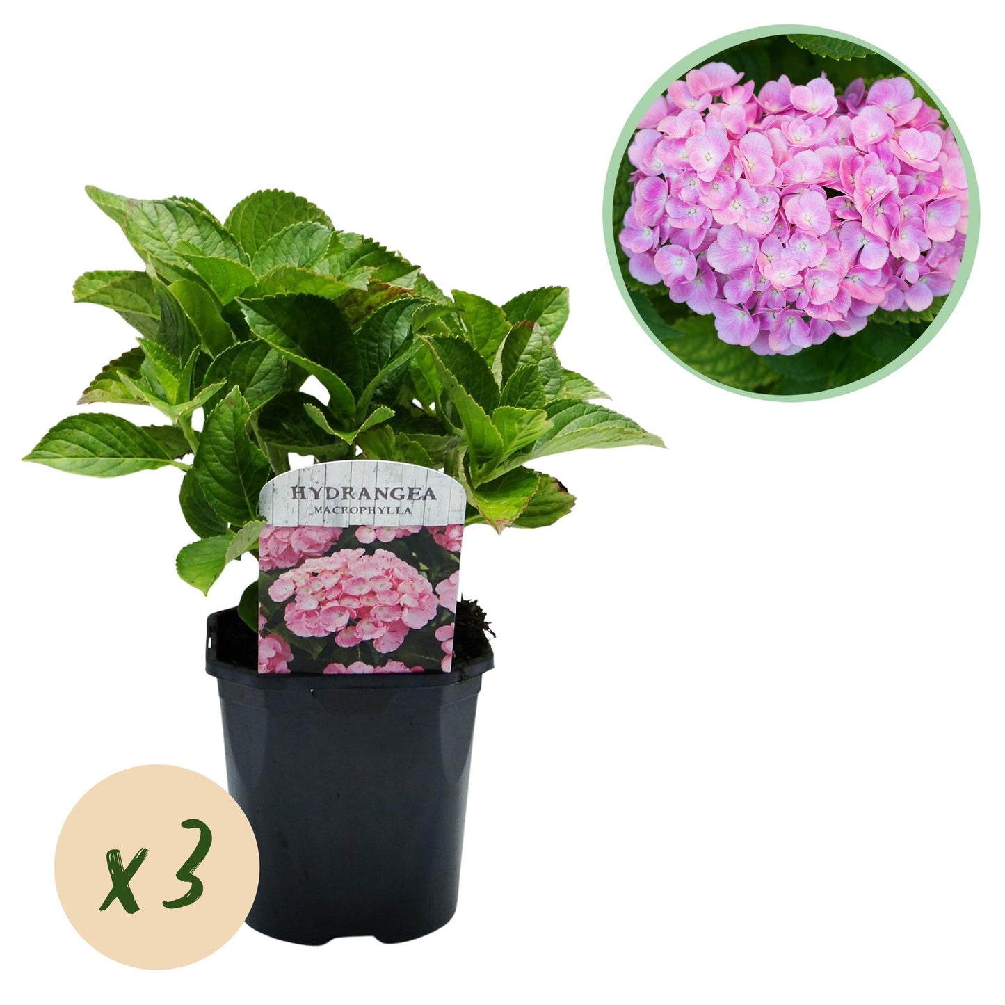 💗 Hydrangea macrophylla – Roze Hortensia (3 Stuks)