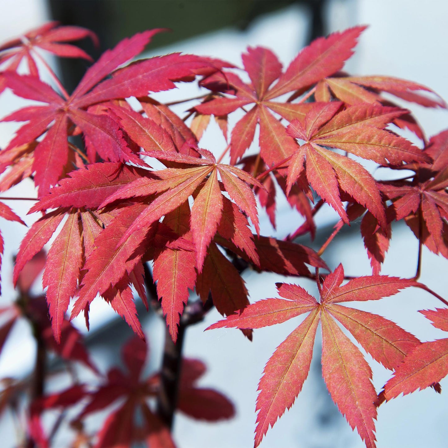 🍁 Acer palmatum ‘Sumi-nagashi’ – Rode Japanse Esdoorn | (2 stuks)