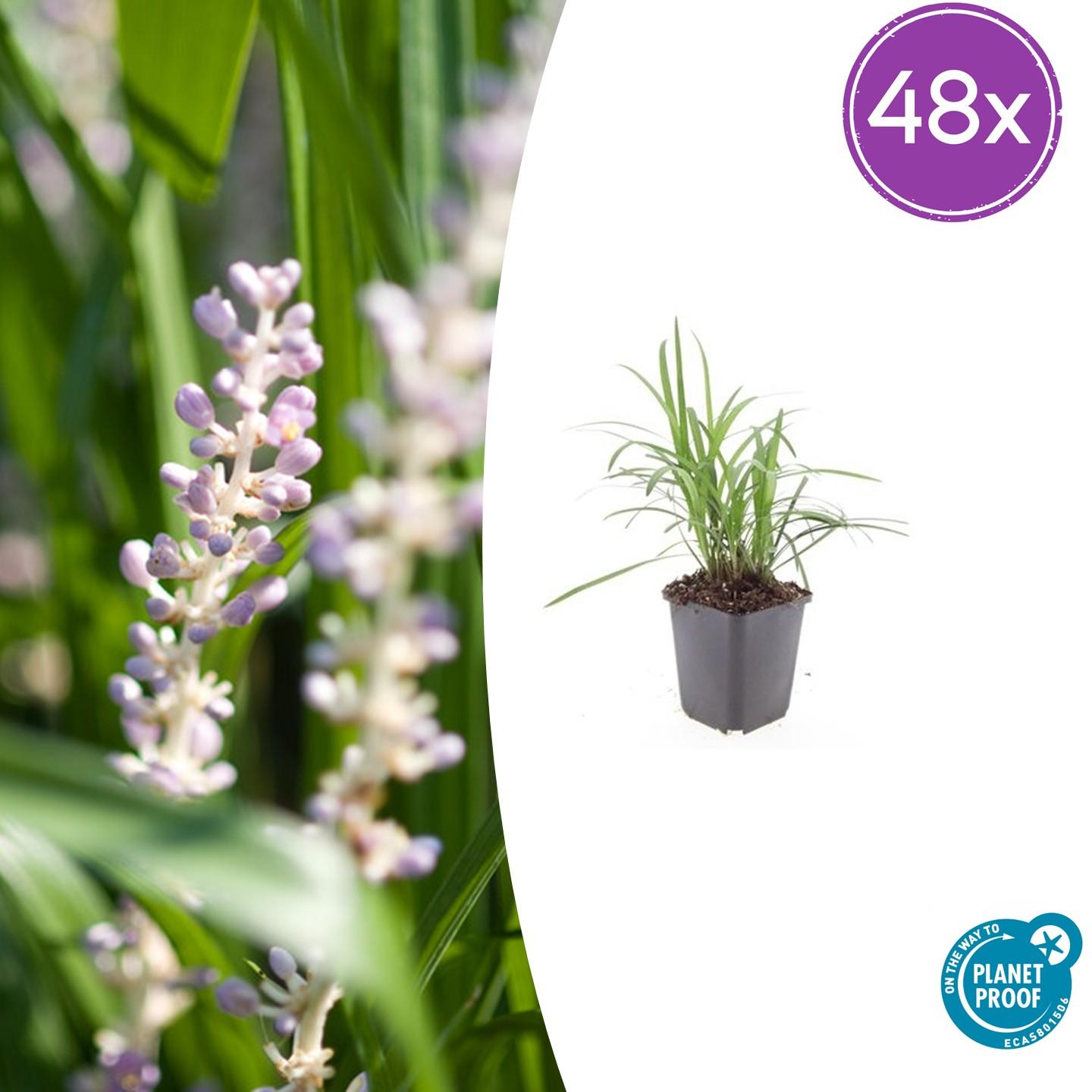 🌿 Liriope muscari 'Monroe White' | Leliegras (48 Stuks)
