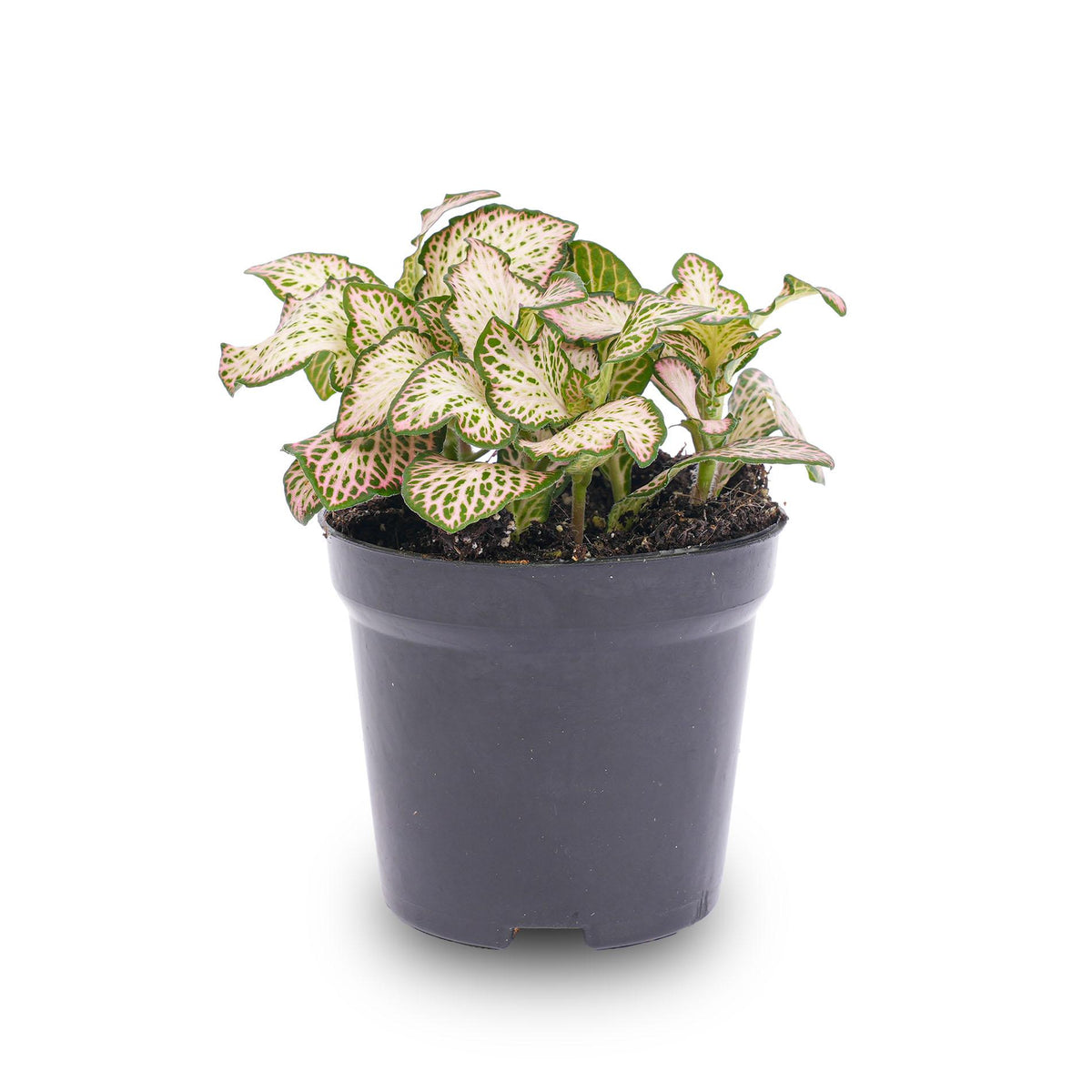 🌿 Fittonia ‘Pink Tiger’ – Mozaïekplant