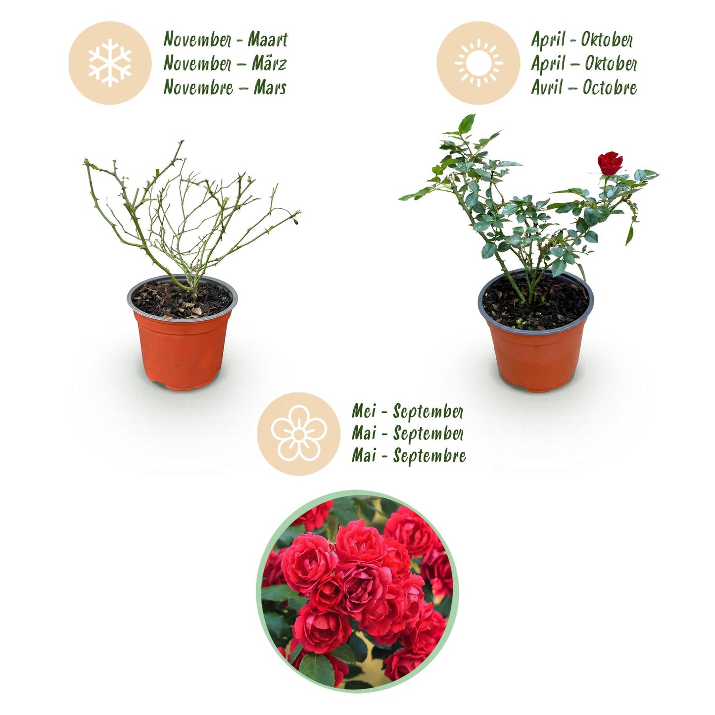 🌹 Rosa 'Rote The Fairy' | Compacte Rode Rozen voor Tuin & Balkon (3 stuks)