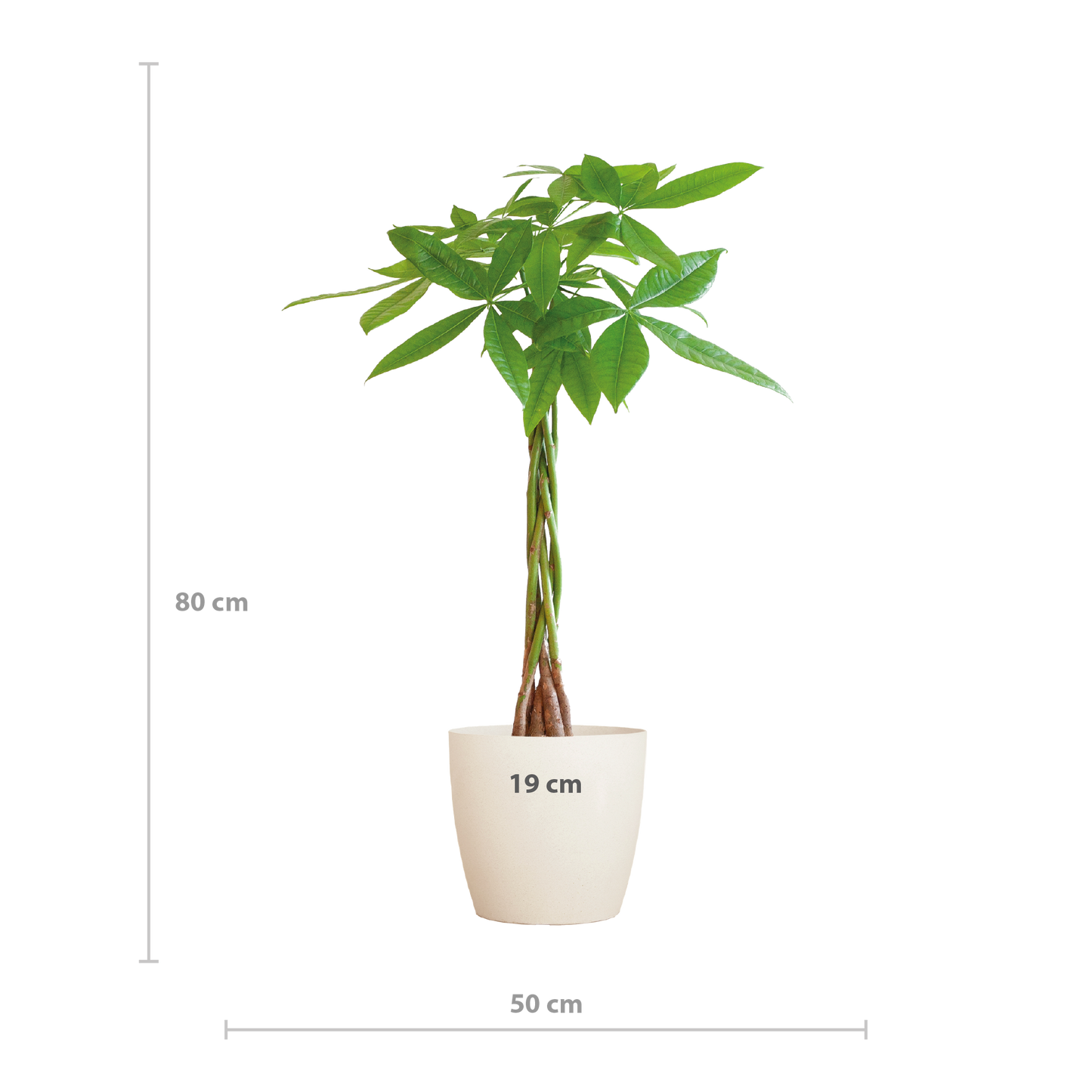 💰 Pachira Aquatica – Geluksboom met Vibers Pot Wit