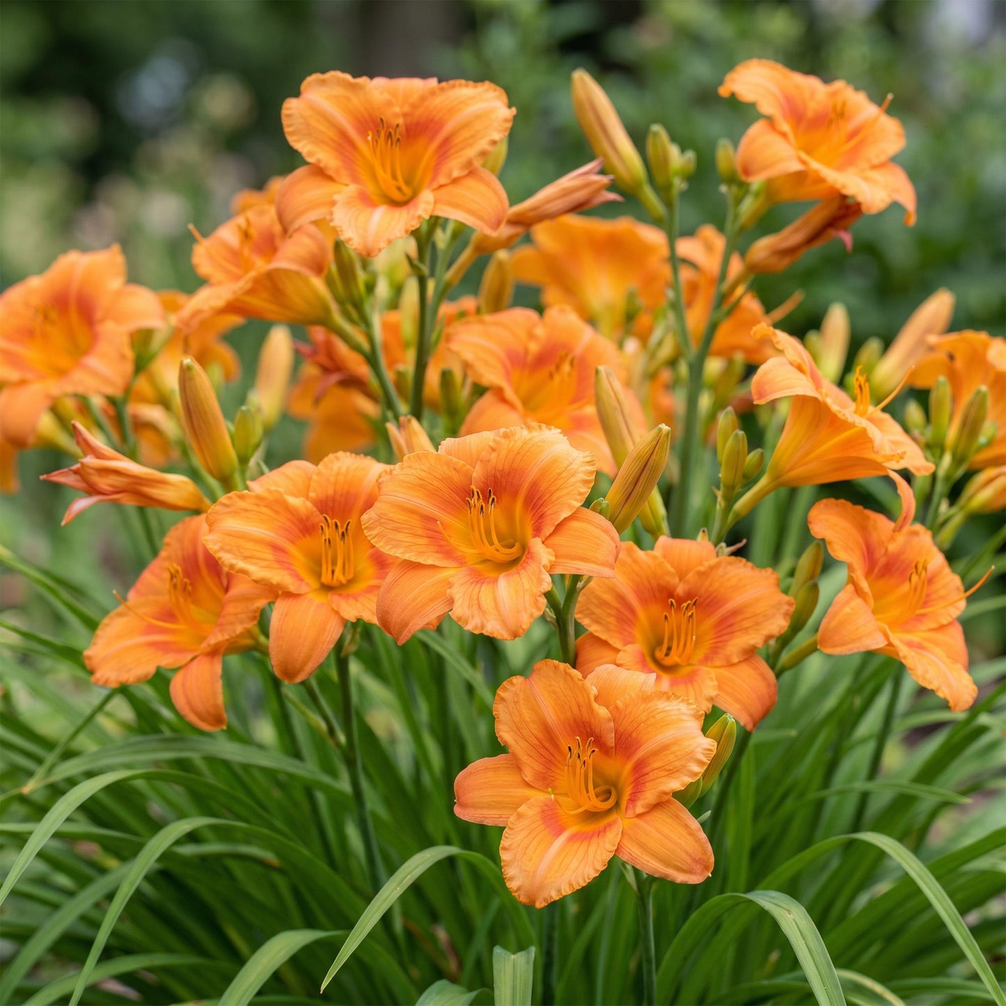 🌿 Hemerocallis 'Mauna Loa' – Oranje Daglelie | 3 stuks