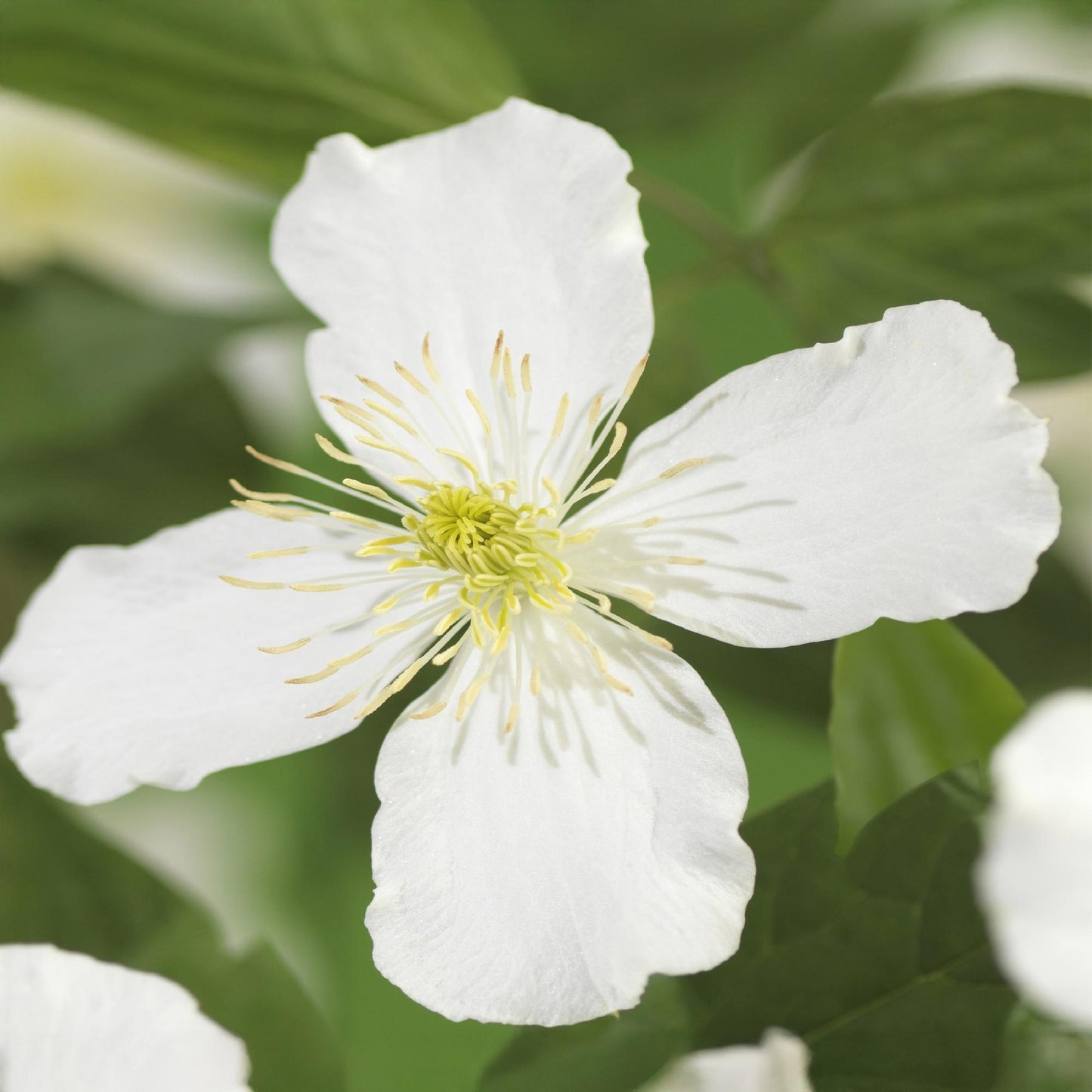 🤍 Clematis montana ‘Grandiflora’ – Witte Bosrank | (2 stuks)