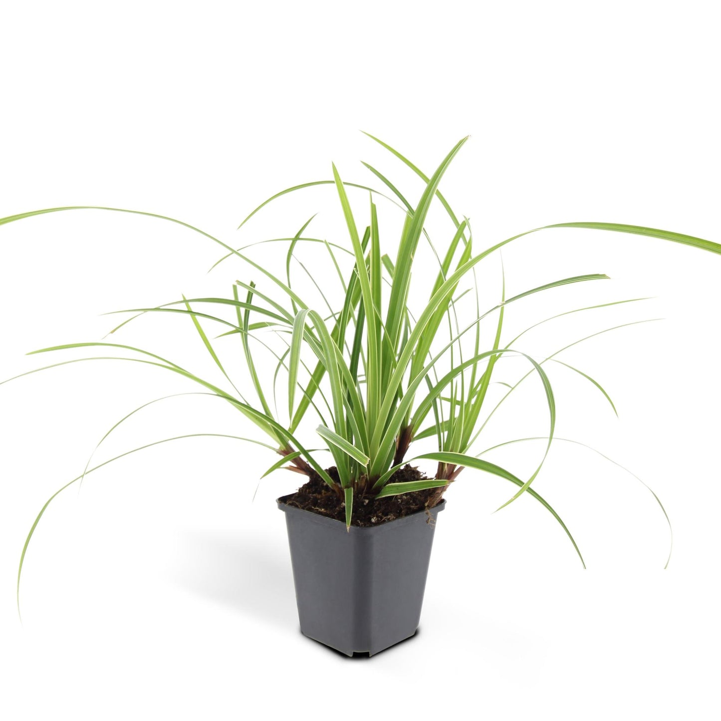 🌾 Carex ‘Ice Dance’ – Wintergroene Bodembedekker (48 stuks – ca. 4–8 m²)