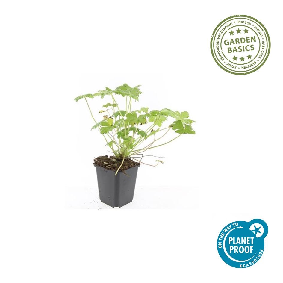 🌸 Geranium ‘Tiny Monster’ – Winterharde Bloeiende Bodembedekker (6 stuks)