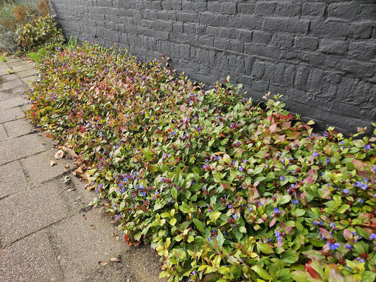 🌿 Ceratostigma plumbaginoides – Winterharde Bodembedekker met Blauwe Bloei (24 stuks)