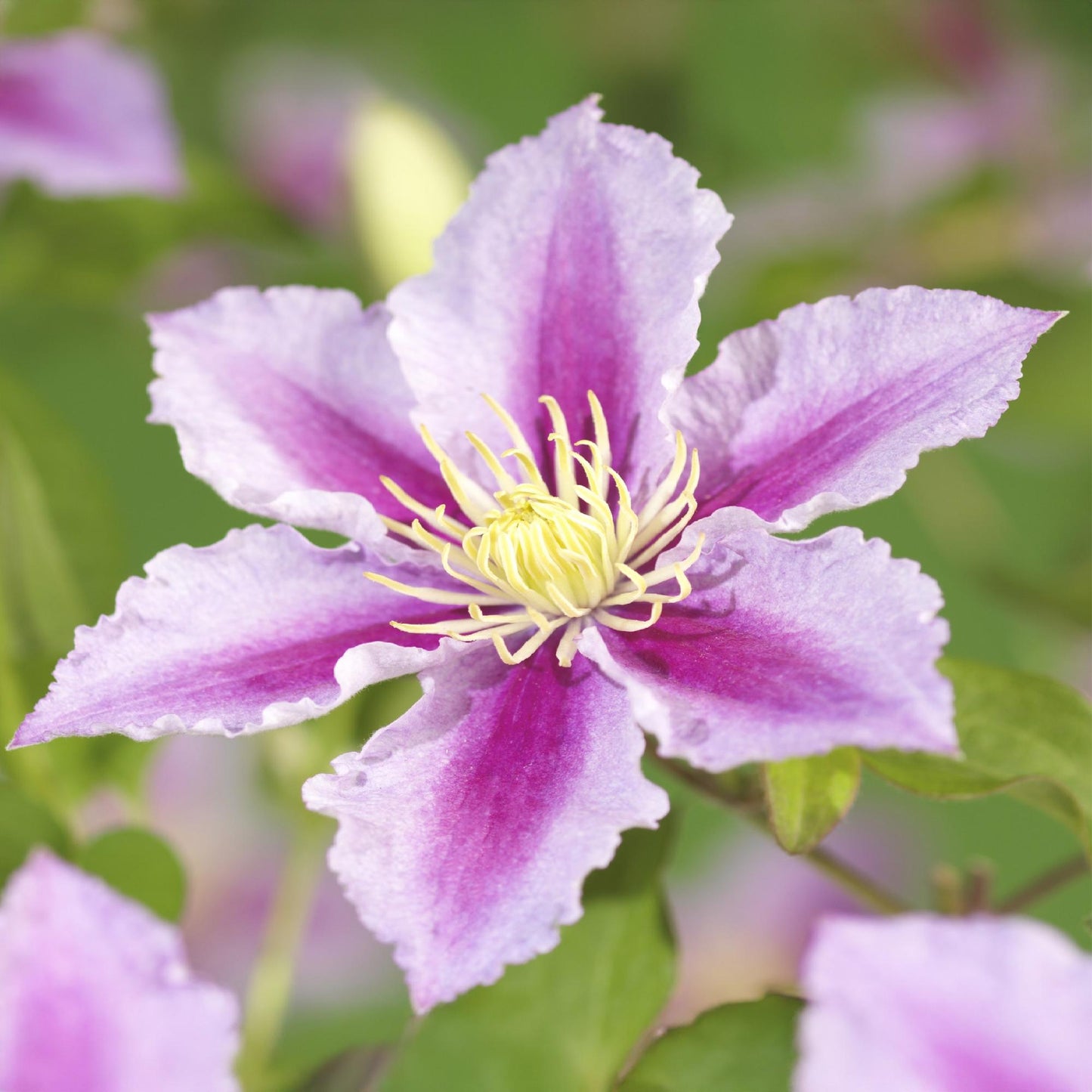 🌸 Clematis ‘Piilu’ – Klimplant (2 Stuks)