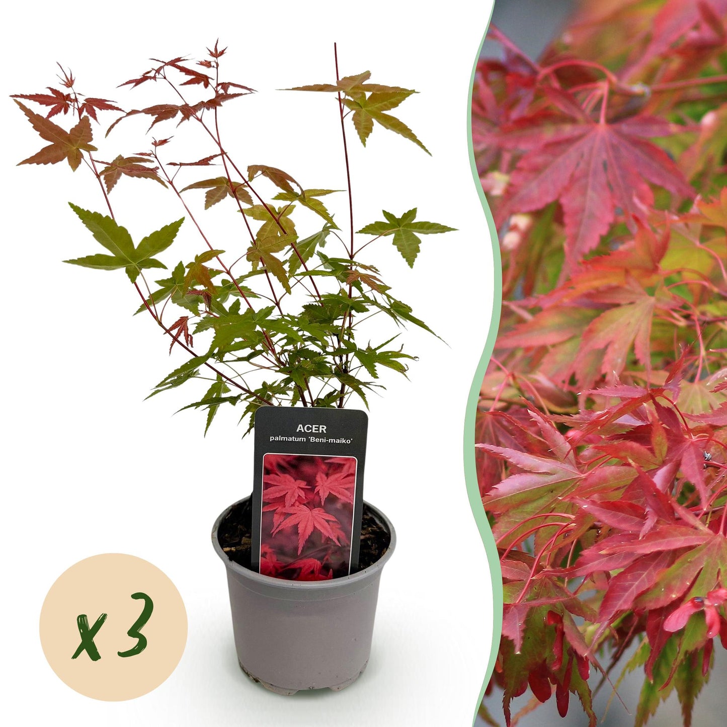 🍁 Acer palmatum ‘Beni-Maiko’ – Rode Japanse Esdoorn | (3 stuks)