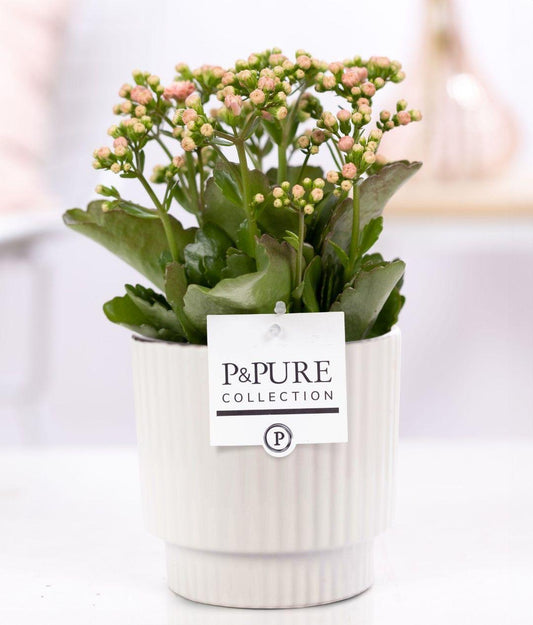 🌸 Kalanchoe Pink – In P&PURE Ivy Ceramics Shiny White – Ø12 cm – ↕27 cm | Bloeiende Kamerplant