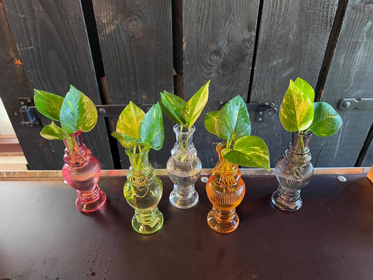 🌿 Mix in Venice Glas | Stijlvolle Groene Decoratie