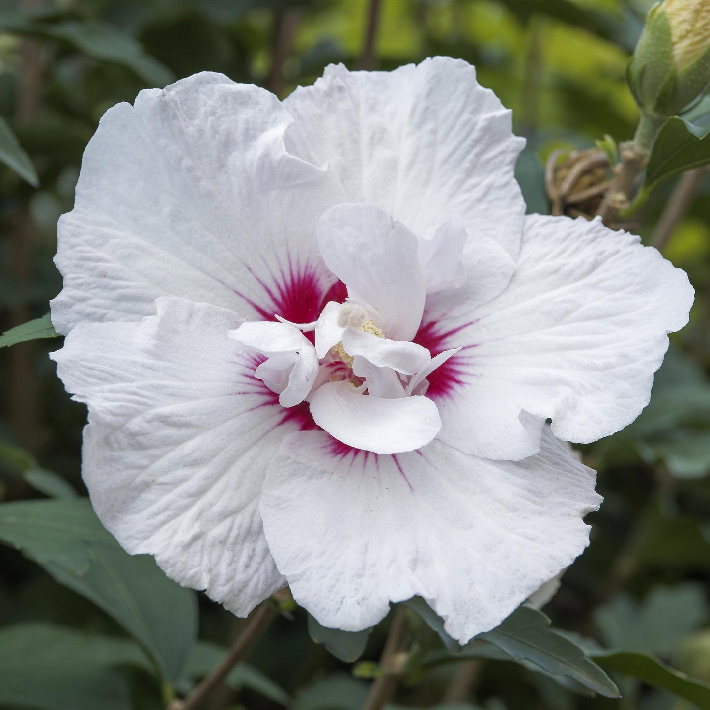 🌸 Hibiscus syriacus ‘Starburst Chiffon®’ – Hibiscus op Stam