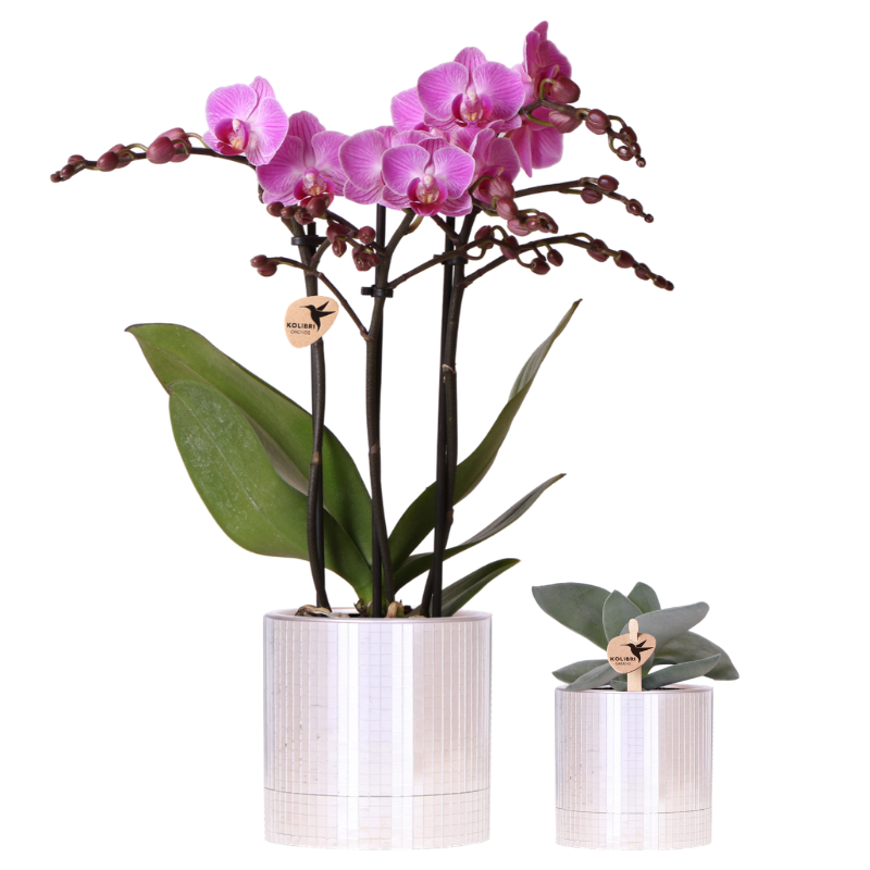 💜 Kolibri Company Plantenset Disco | Paarse Vienna Orchidee Ø9cm + Succulent in Keramieken Sierpotten