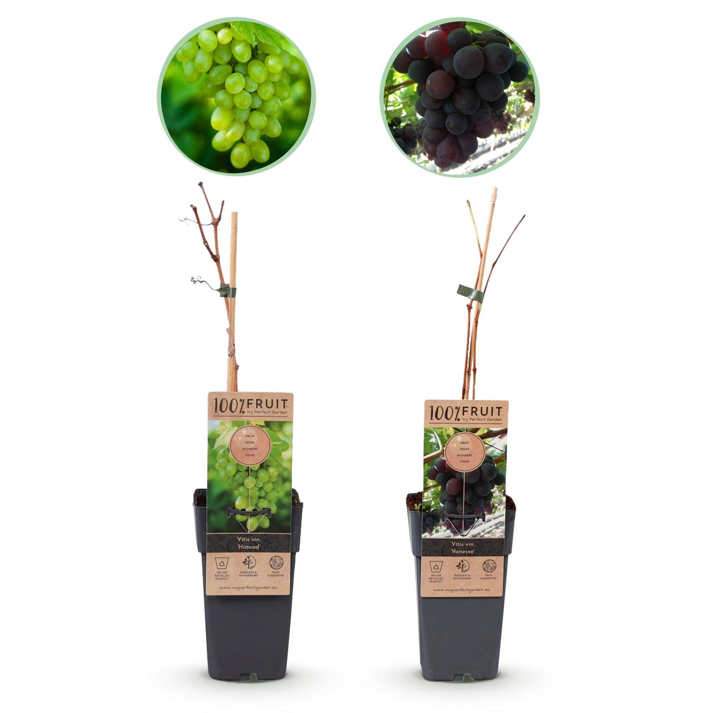 🍇 Vitis ‘Vanessa’ & ‘Himrod’ – Pitloze Druiven (2 Stuks)