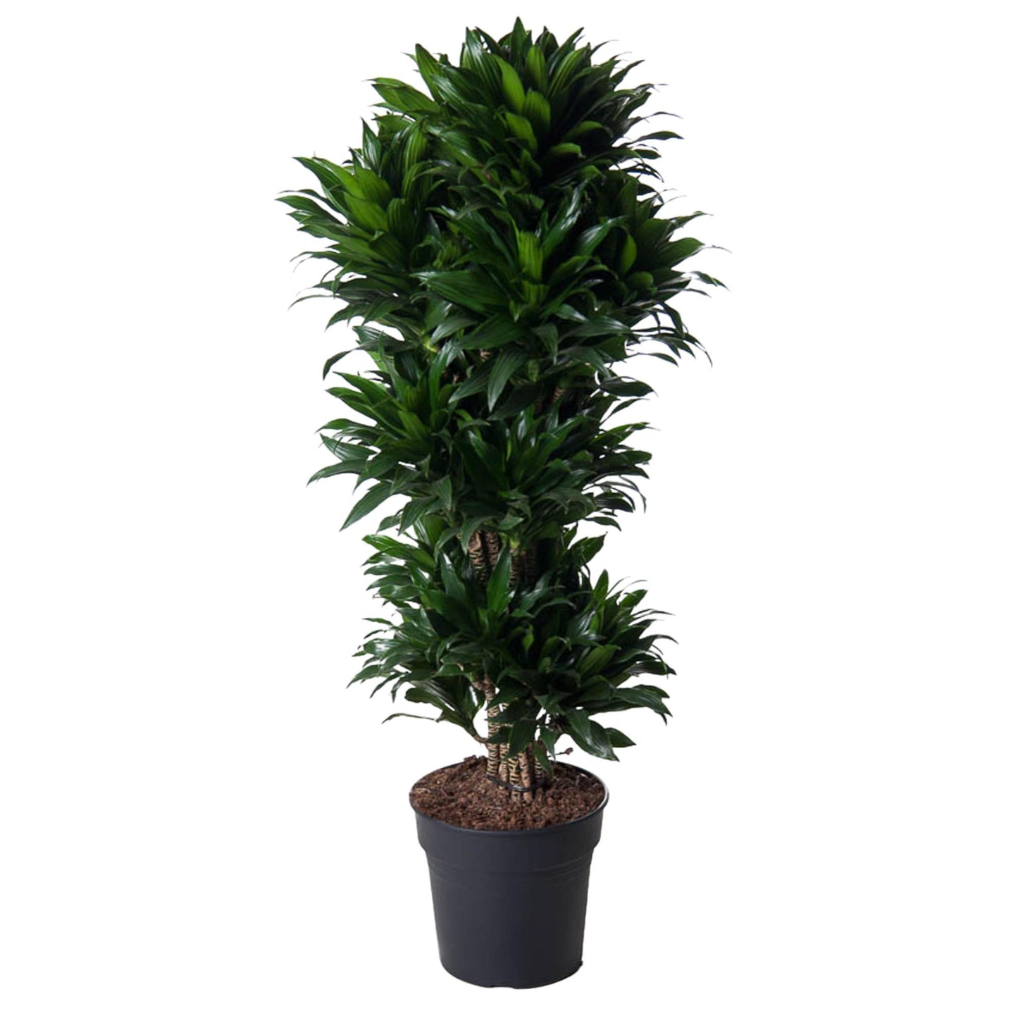 🌿 Dracaena Compacta | Grote Luchtzuiverende Kamerplant