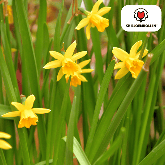 🌼 Narcis ‘Tête-à-Tête Vroege Voorjaarsbloeier & Bijenlokker (25 stuks)