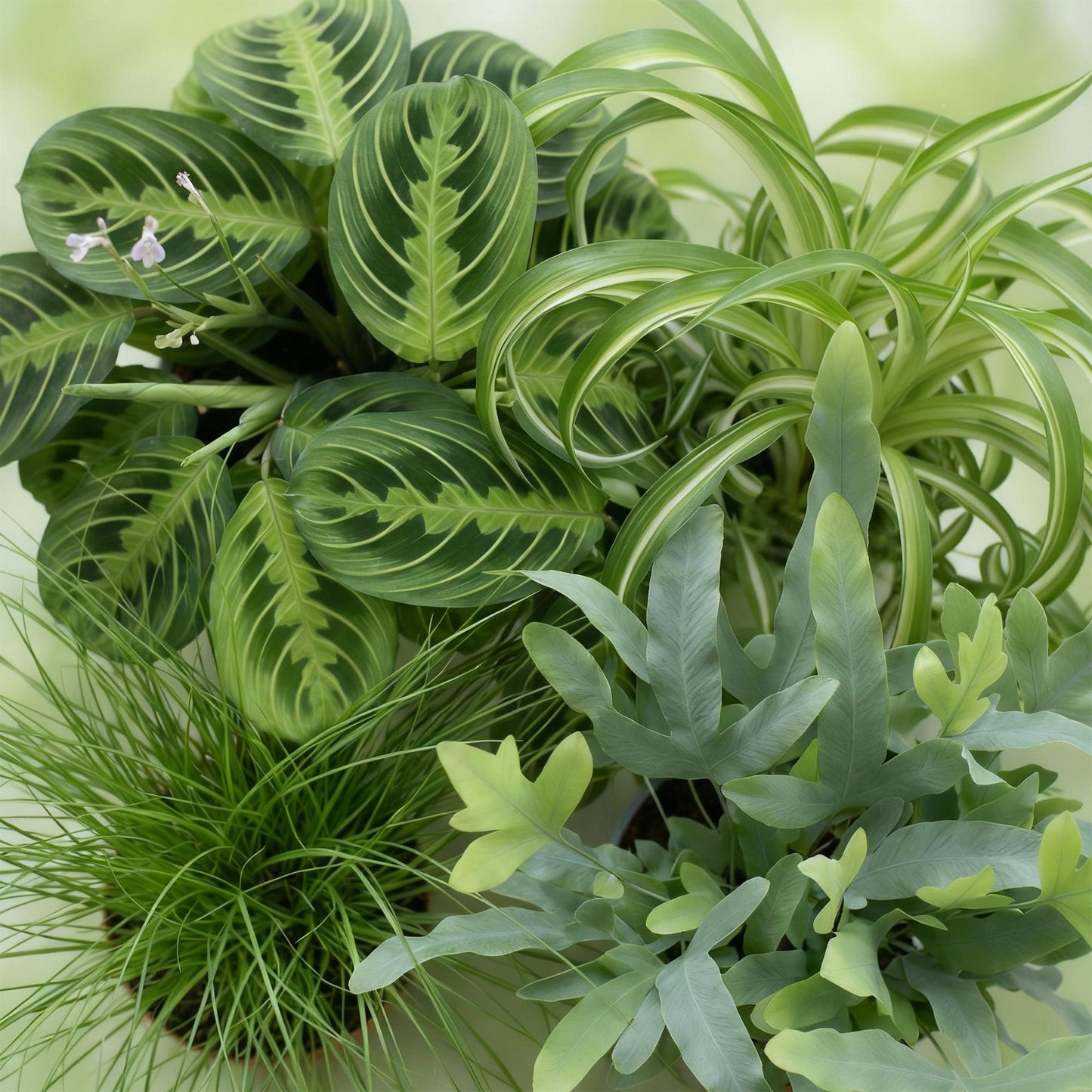 🌿 Diervriendelijke Planten Mix | 4 Kamerplanten met Witte Pot