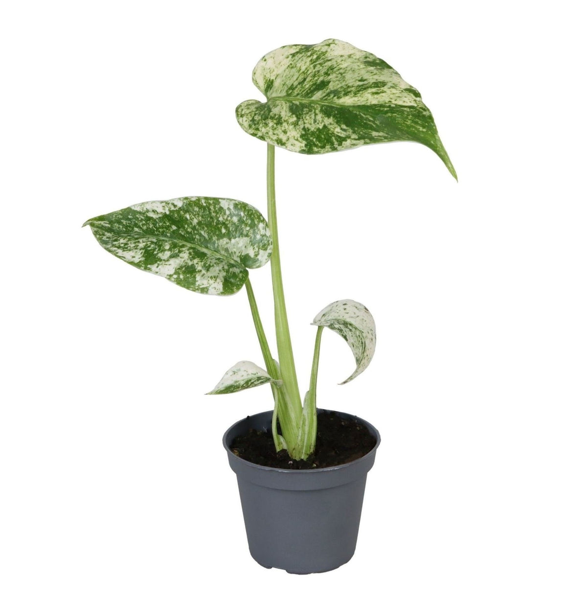 🌿 Monstera deliciosa ‘Mint Variegated’ – Bonte mint Monstera