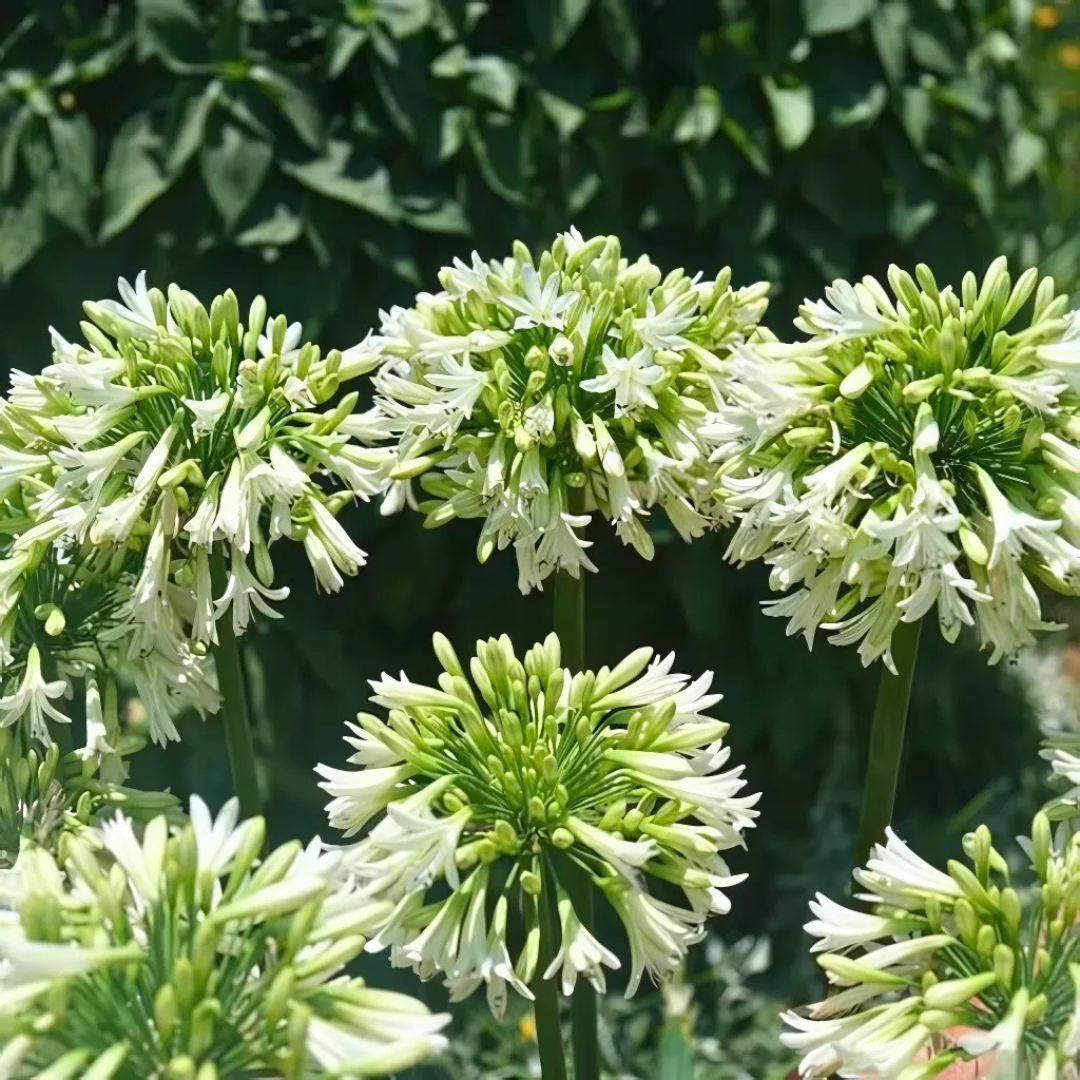 🌿 Agapanthus 'Everwhite' – Elegante Witte Afrikaanse Lelie
