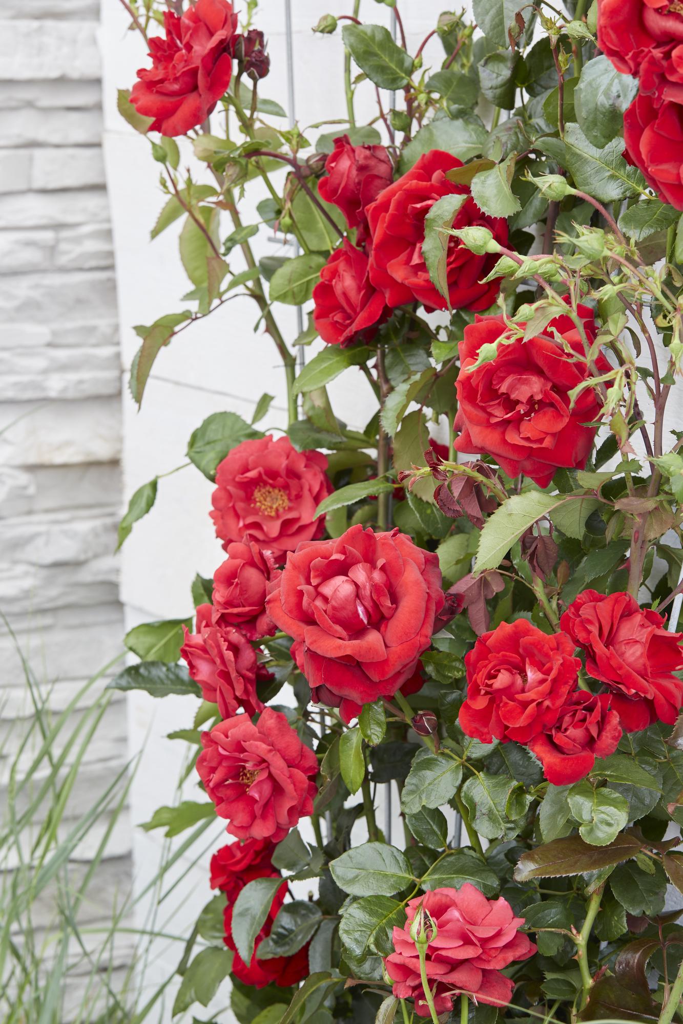 ❤️ Rosa Crazy in Love ‘Red’ – Rode Klimroos