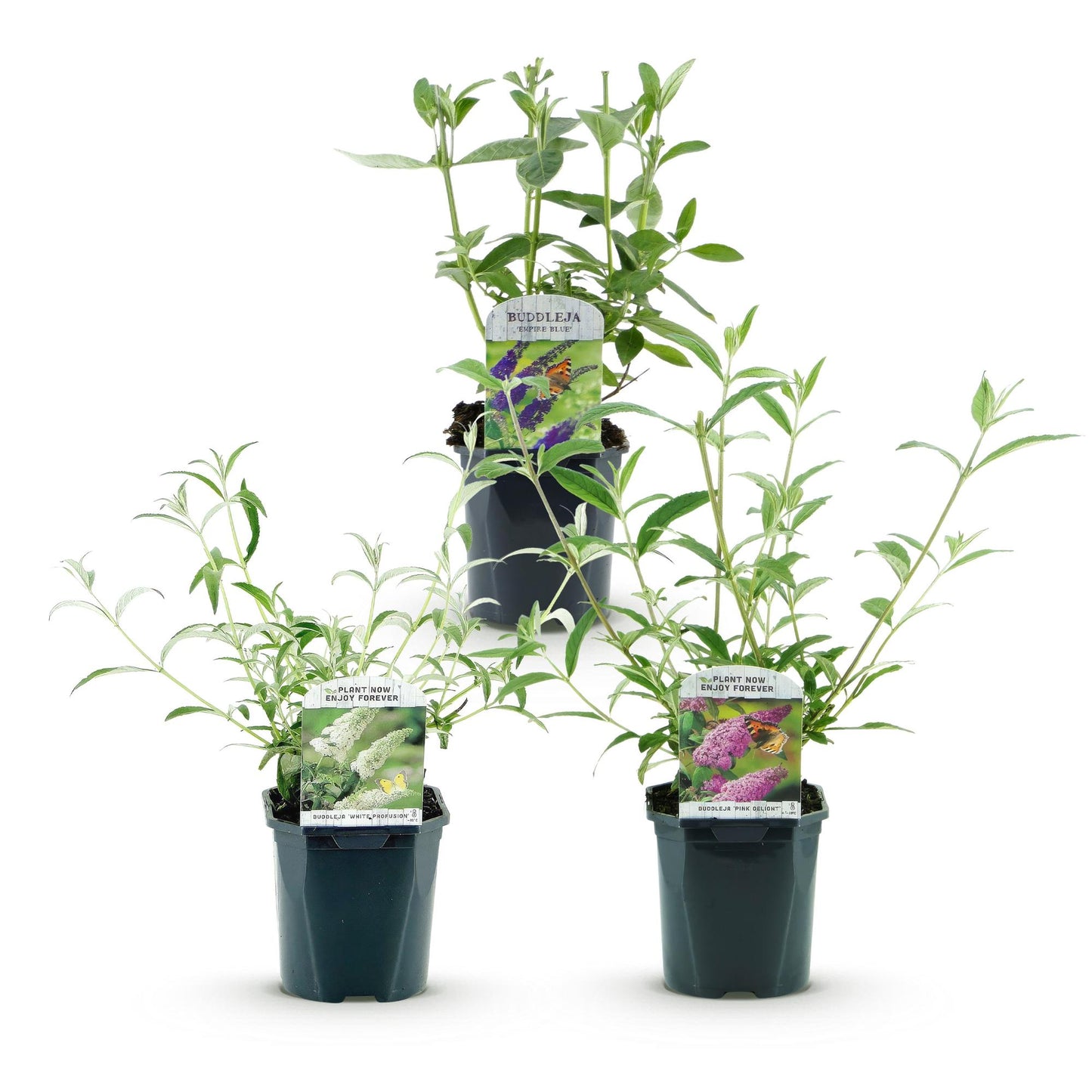 🦋 Buddleja davidii ‘Tricolour’ – Vlinderstruik Mix | (3 stuks)