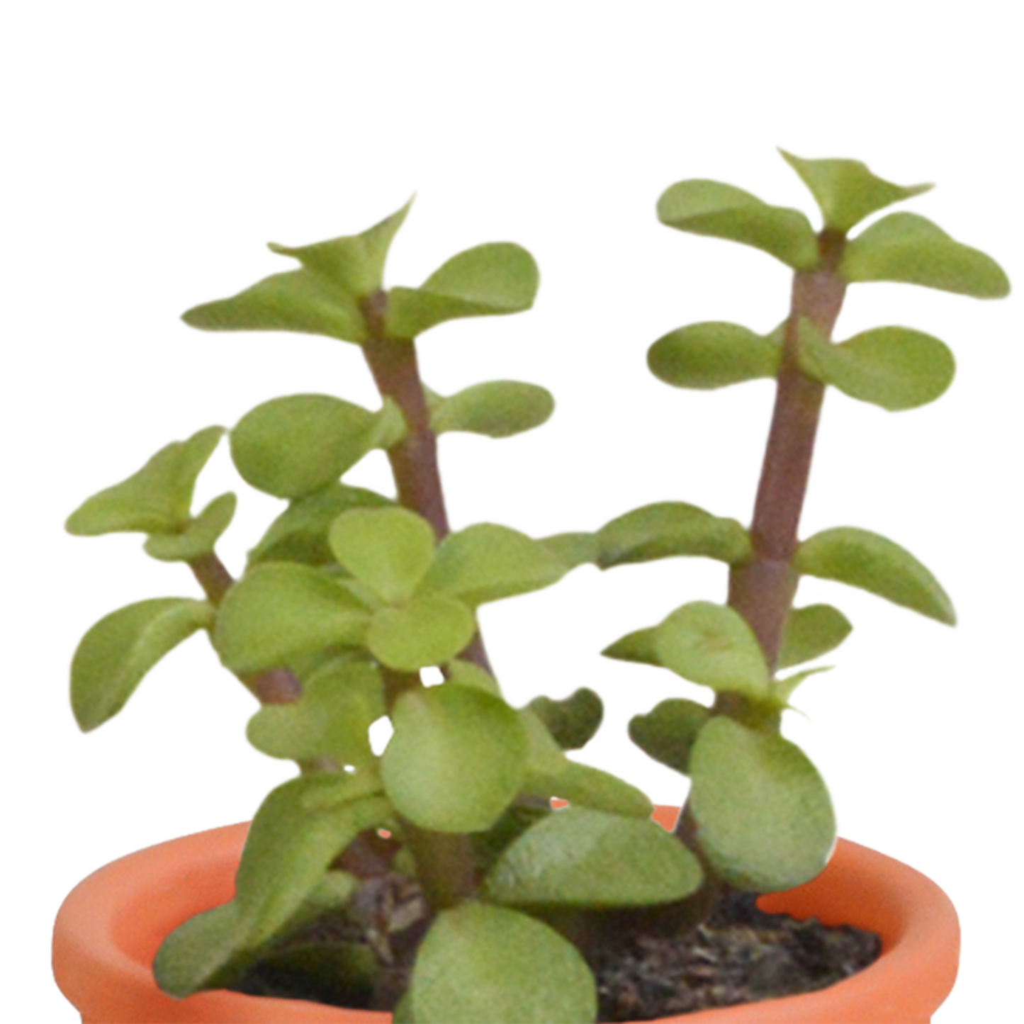 🌵 Cactus & Vetplanten Mix  In terracotta pot – (15 stuks)
