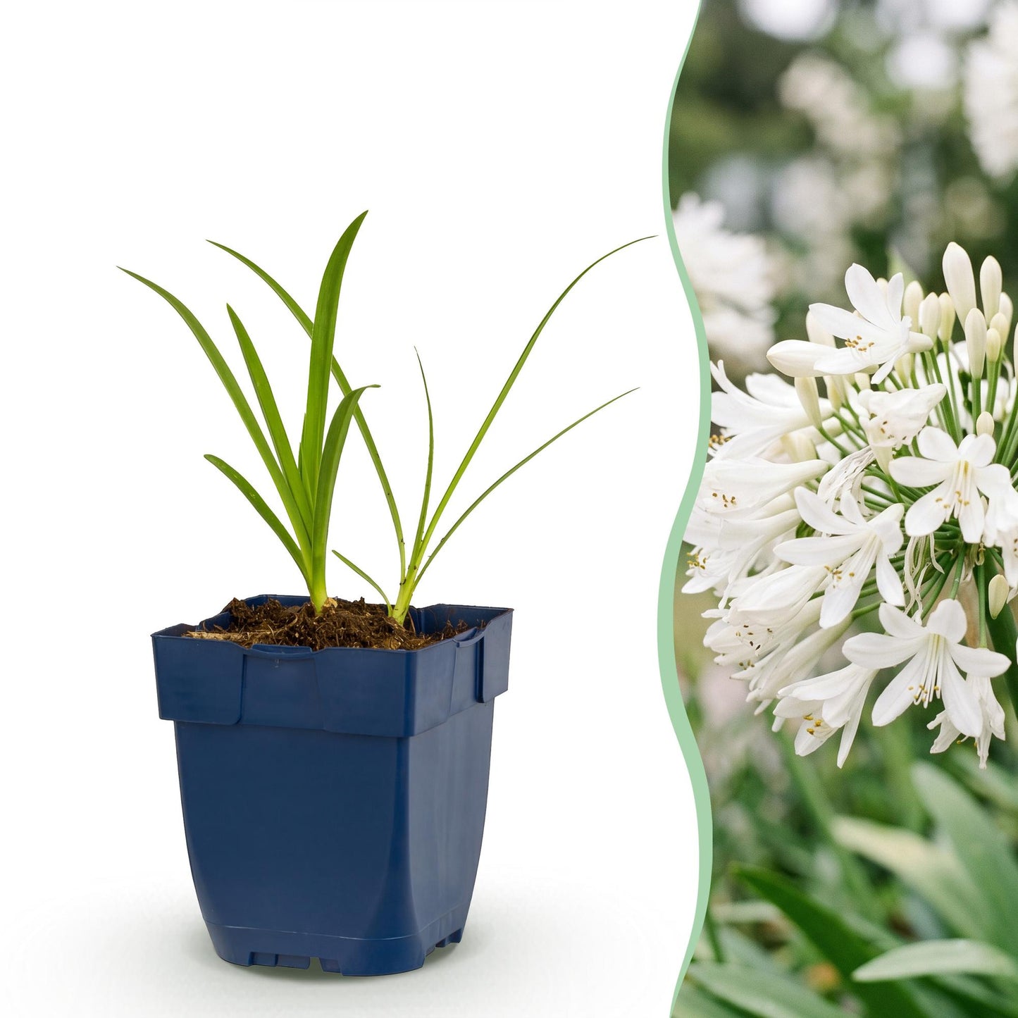 🌿 Agapanthus africanus 'Albus' – Witte Afrikaanse Lelie | 3 stuks
