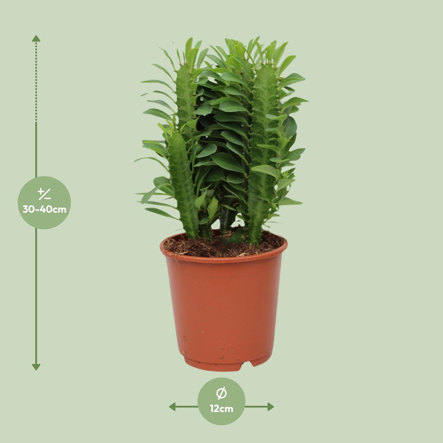 🌵 Euphorbia Trigona | Afrikaanse Melkboom