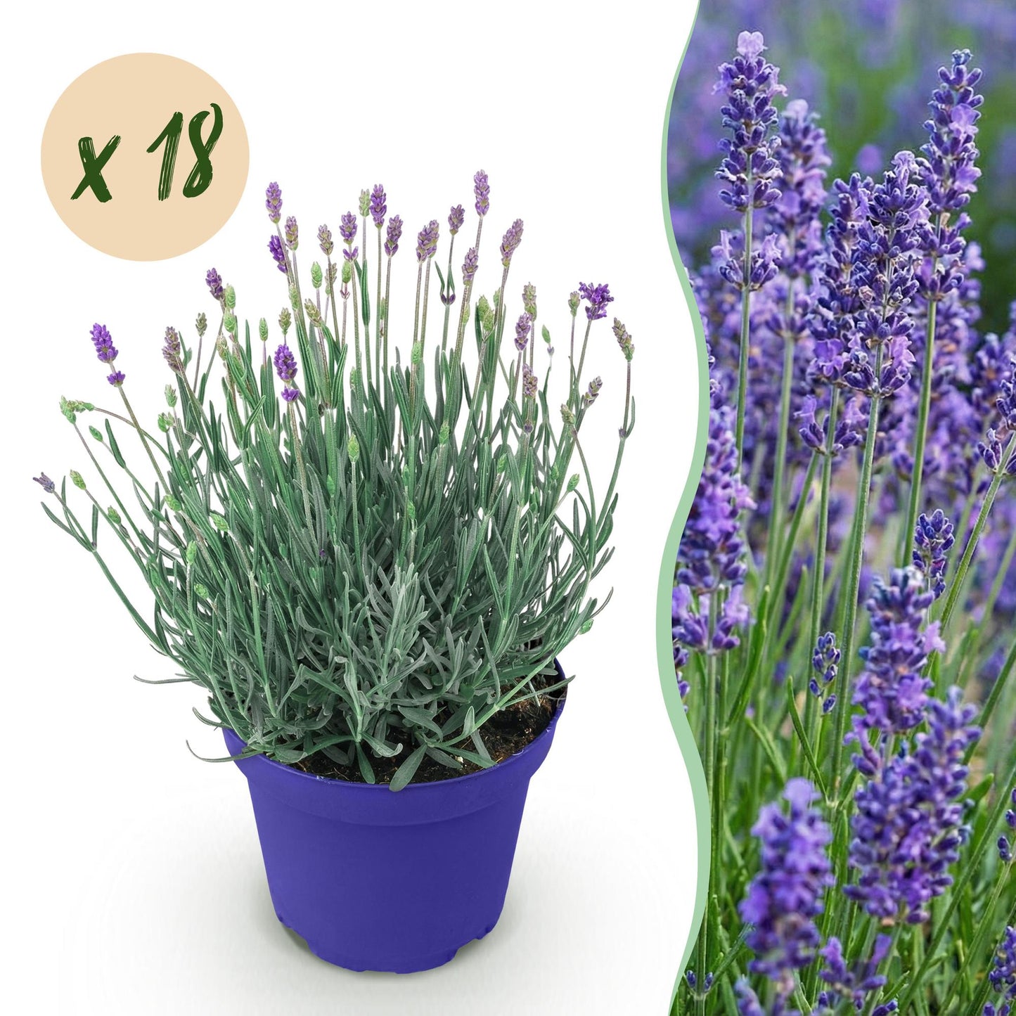 🌿 Lavandula ‘Hidcote’ | Lavendel Haag Set (18 Stuks)