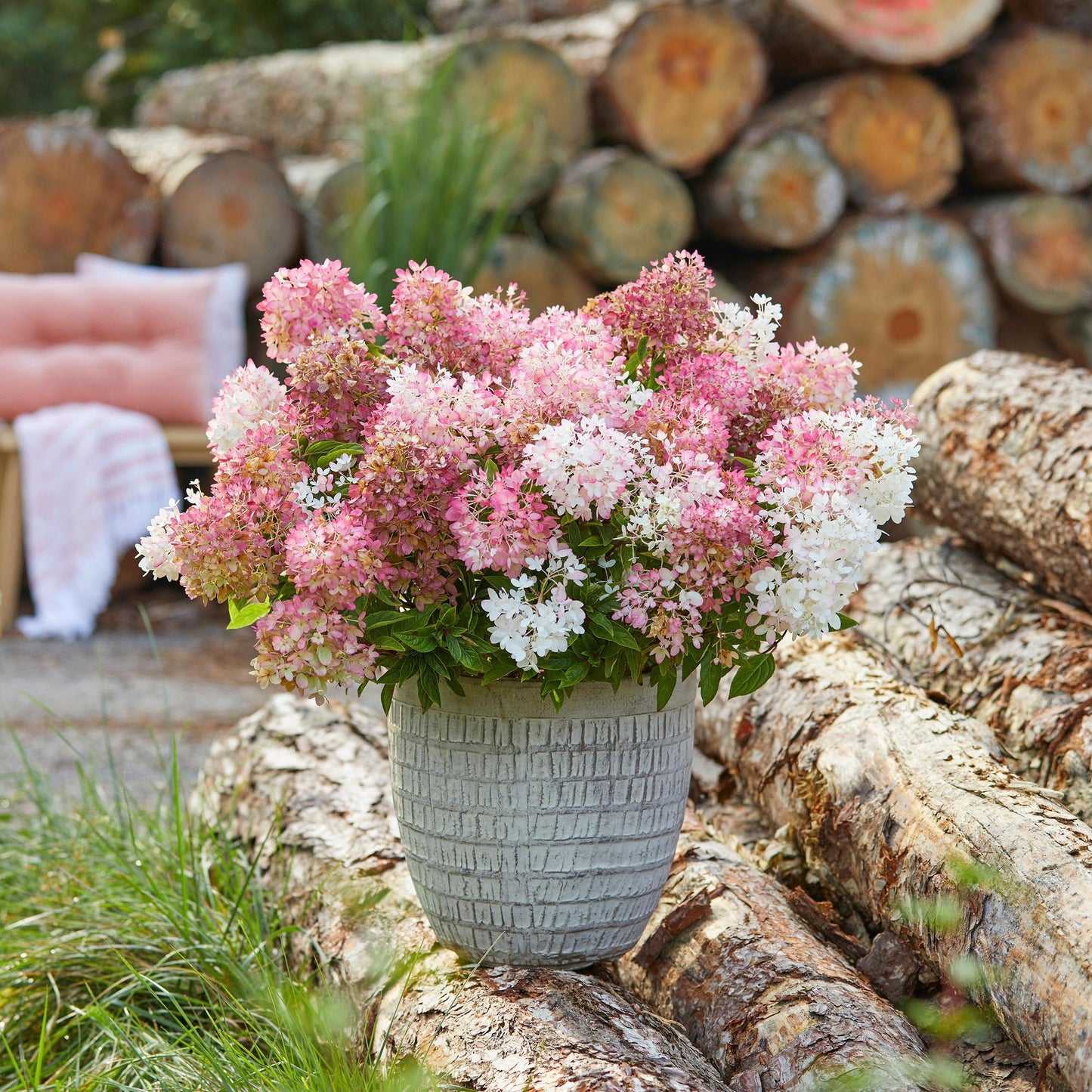 🌸 Hydrangea Groundbreaker Blush | Compacte Pluimhortensia