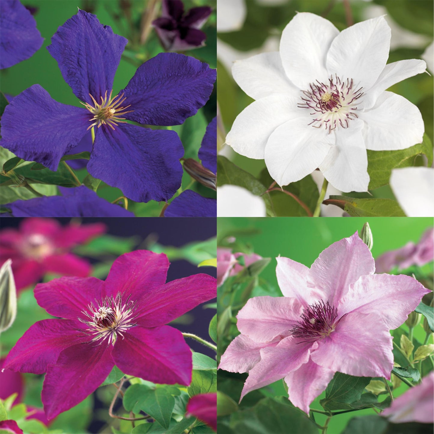 🌸 Clematis Mix ‘Rainbow’ (4 Stuks)