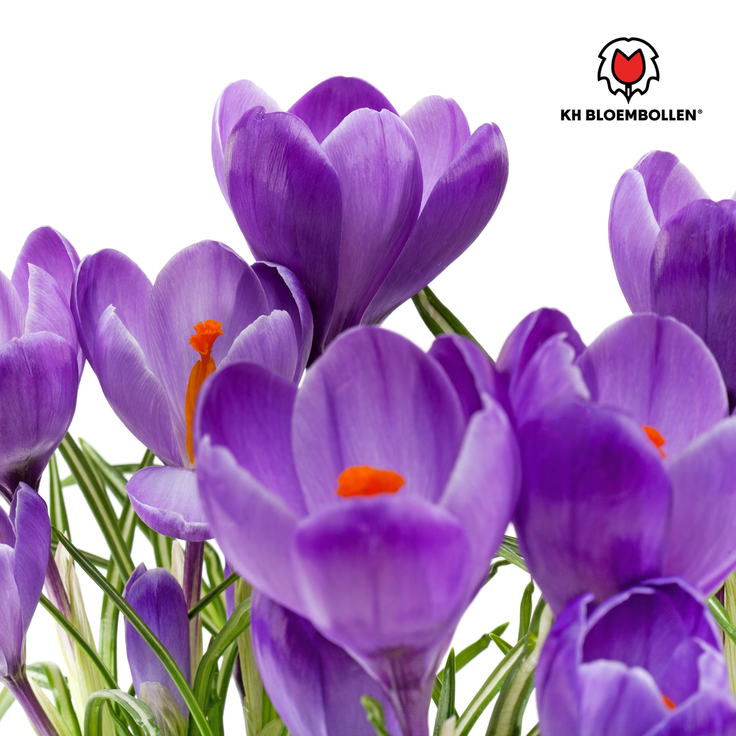 🌸  Krokus Paars Vroege Lentekleur & Verwilderingsbol (30 stuks)