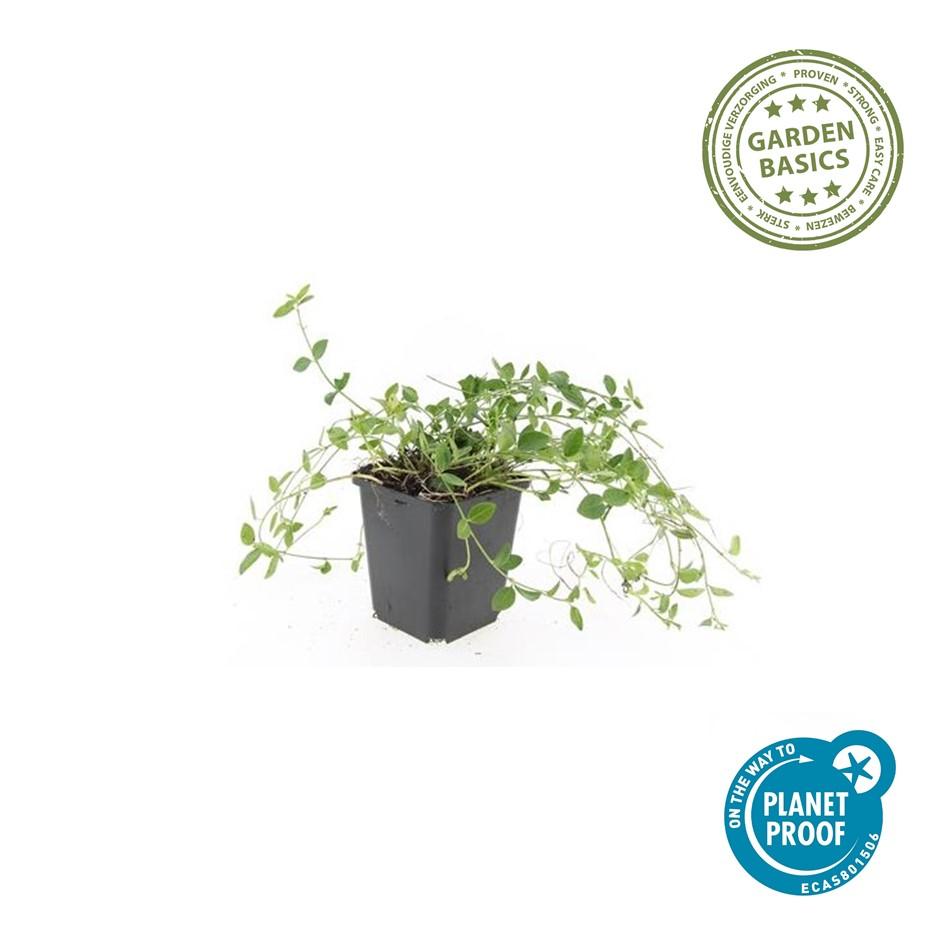 🌿 Vinca minor ‘Gertrude Jekyll’ – Winterharde Witte Bodembedekker (24 stuks)