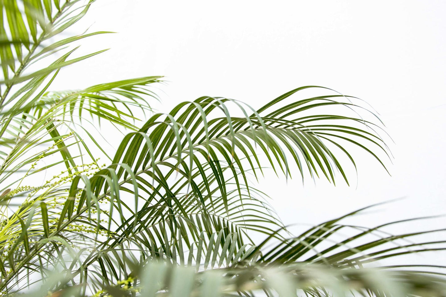 🌴 Phoenix Roebelenii – Elegante Dwergdadelpalm