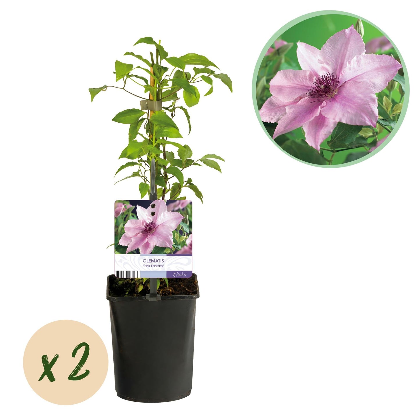🌸 Clematis ‘Pink Fantasy’ – Klimplant (2 Stuks)