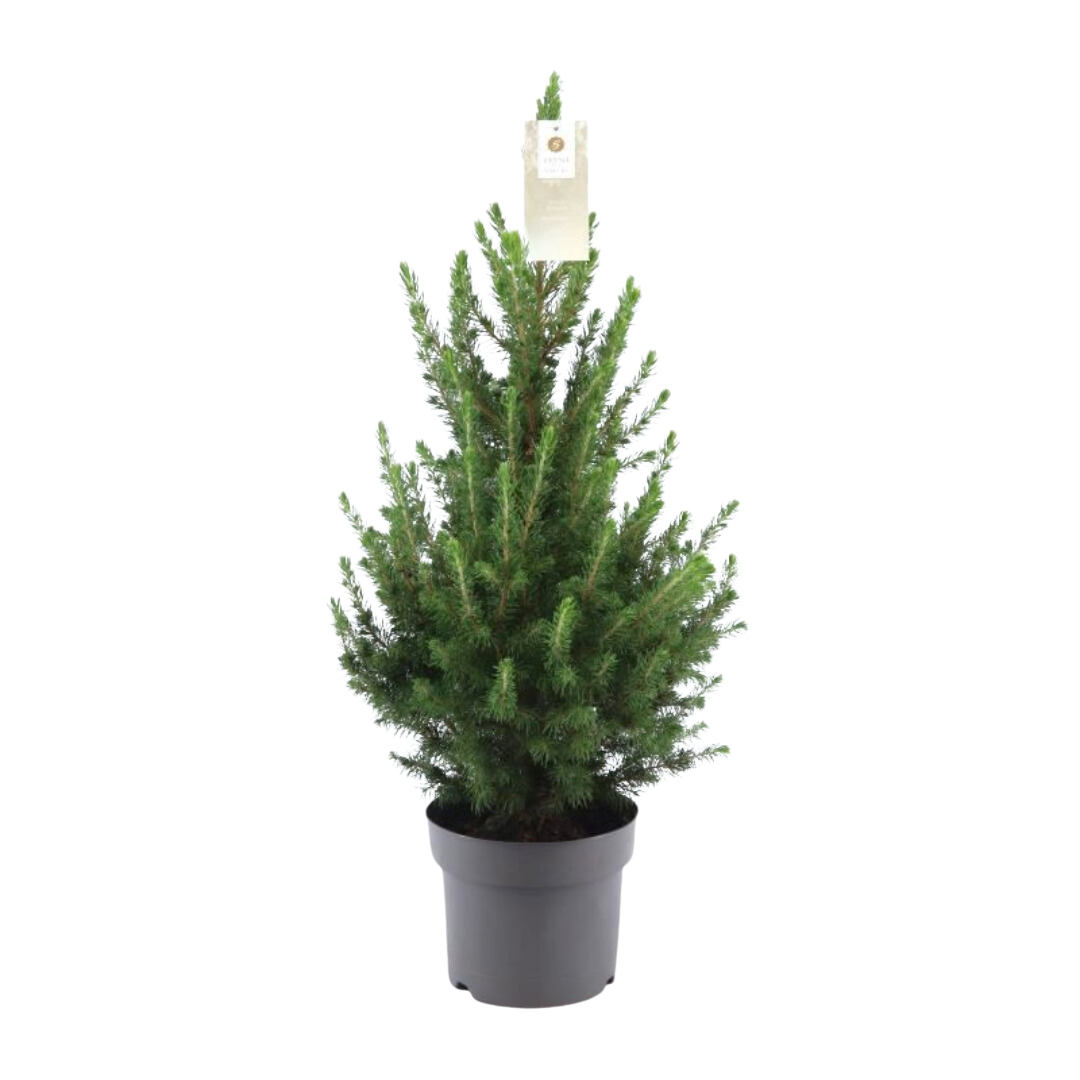 🎄 Picea glauca ‘Conica’ | Wintergroene Tuinplant
