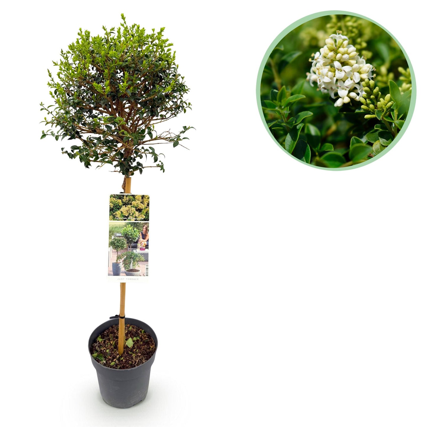 🌿 Ligustrum delavayanum – Liguster op Stam
