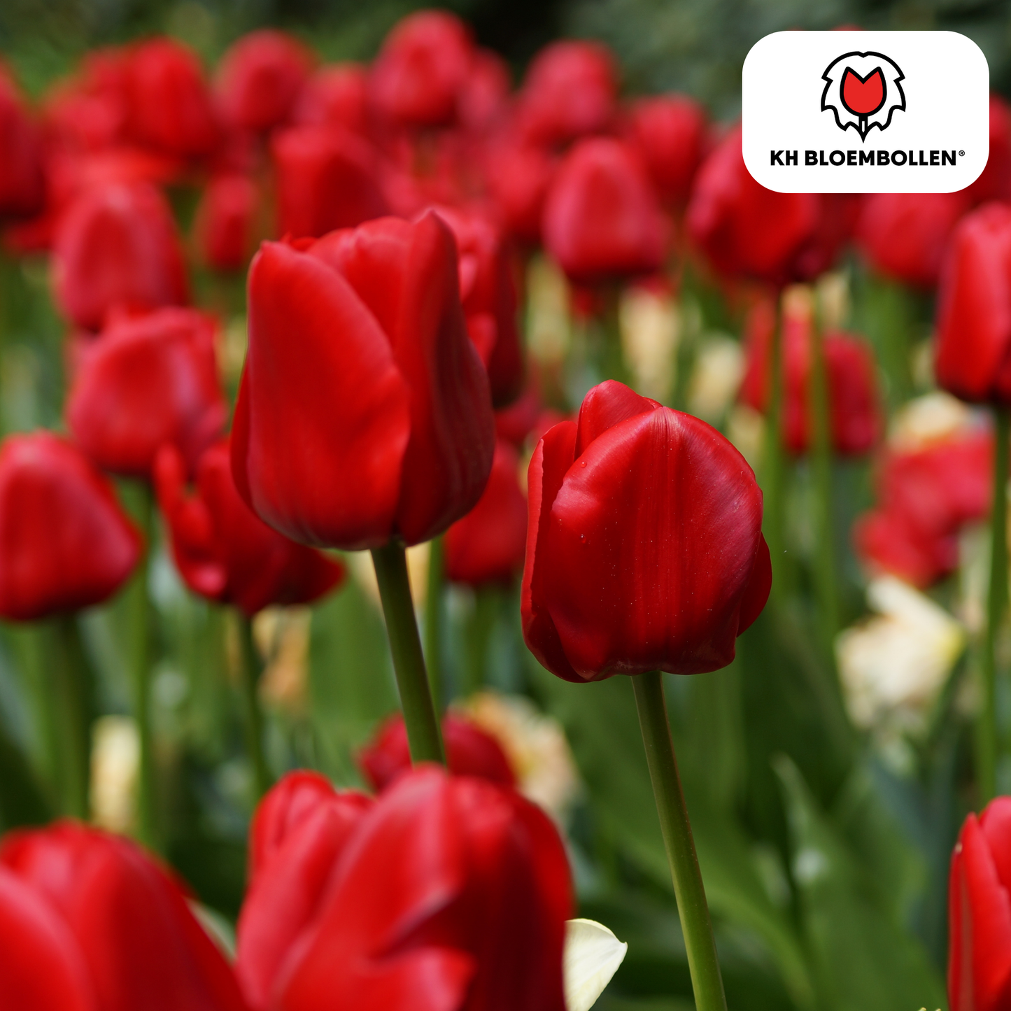 🌷 Tulpenbollen ‘Seadov’ – Dieprode Tulp (20 Stuks)