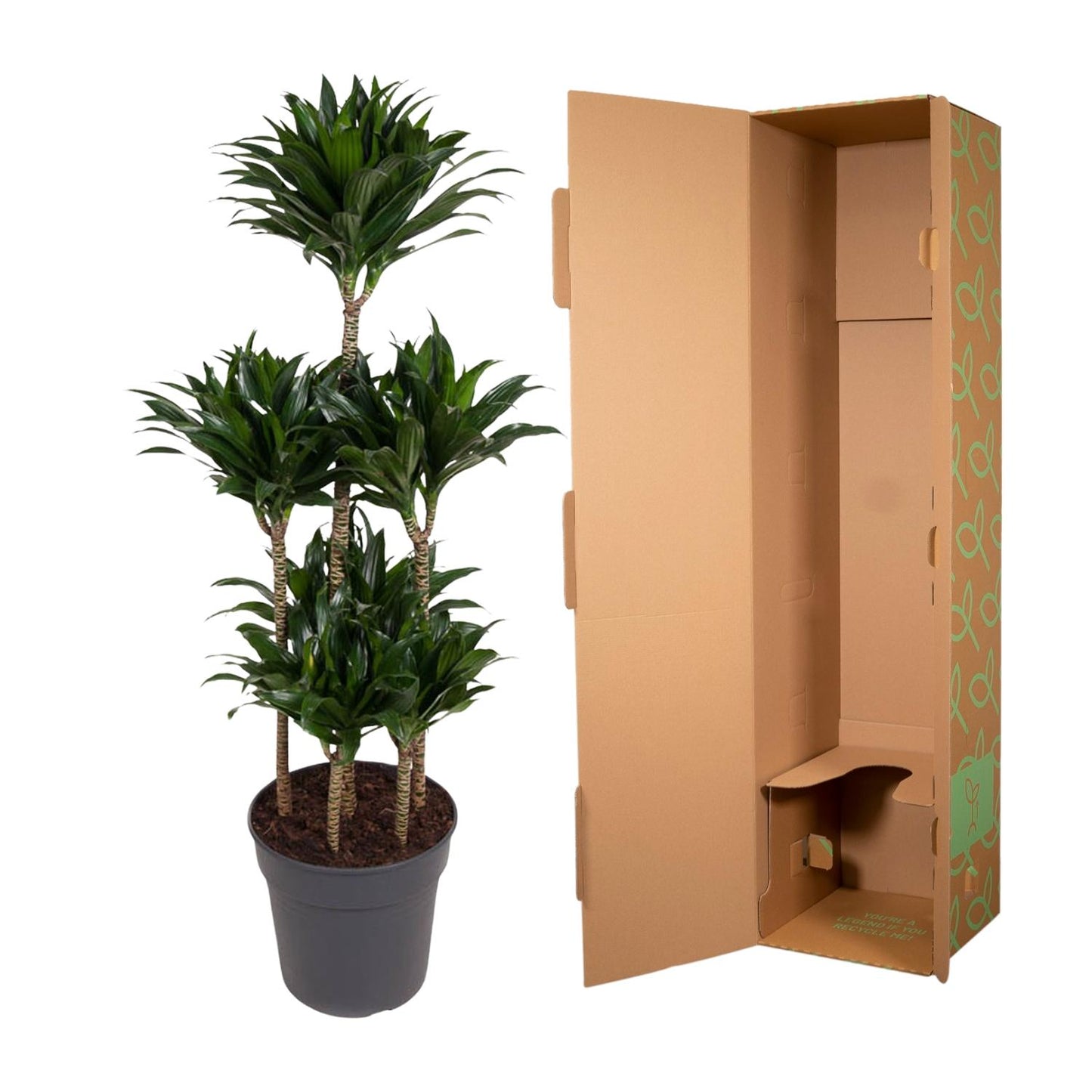🌿 Dracaena Compacta Carrousel | Grote Luchtzuiverende Kamerplant