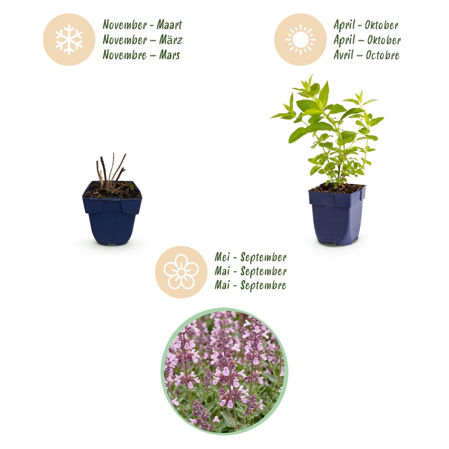 🌿 Nepeta sibirica 'Wild Orchid' – Roze Kattenkruid | 3 stuks